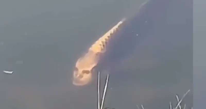 phat-hien-ca-chep-mat-nguoi-luon-lo-sat-mep-ho-ai-chua-biet-thi-ne-tranh-nguoi-biet-chuyen-deu-mung-quynh-2