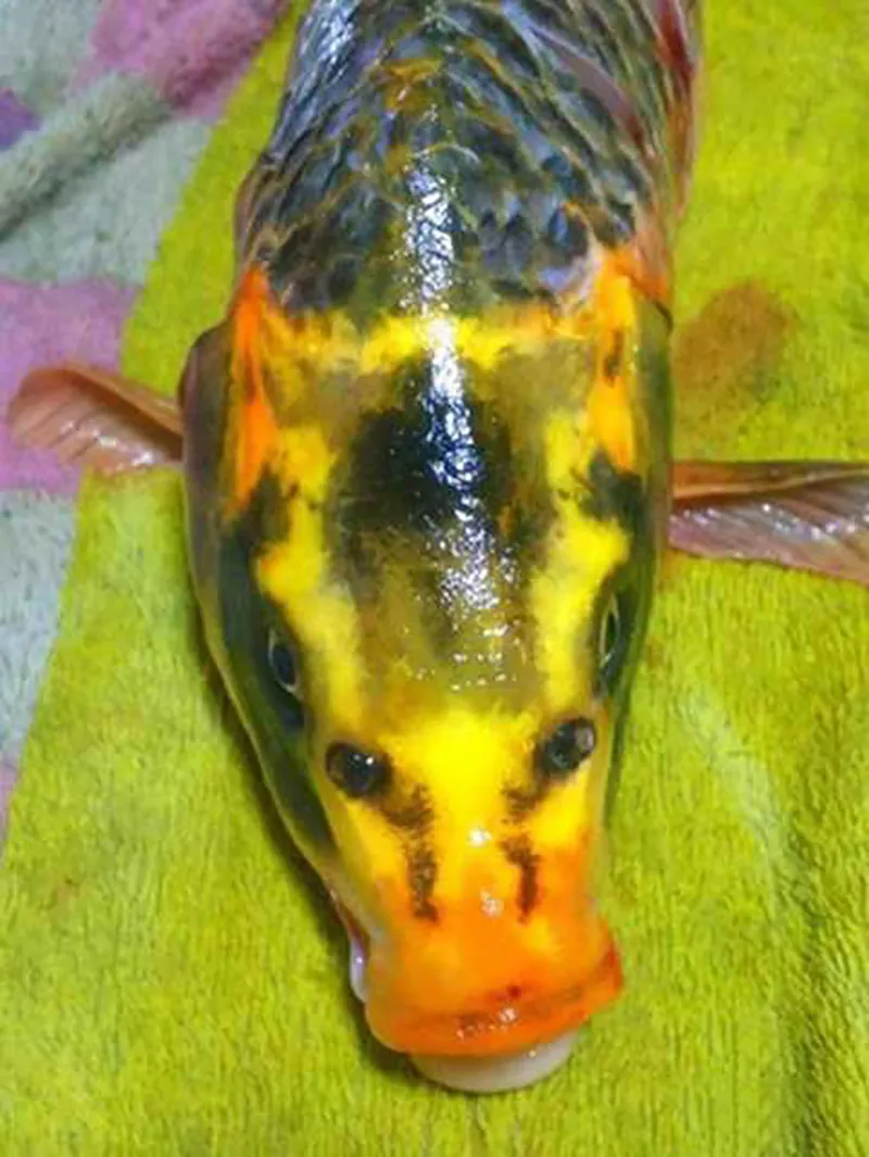 phat-hien-ca-chep-mat-nguoi-luon-lo-sat-mep-ho-ai-chua-biet-thi-ne-tranh-nguoi-biet-chuyen-deu-mung-quynh-3