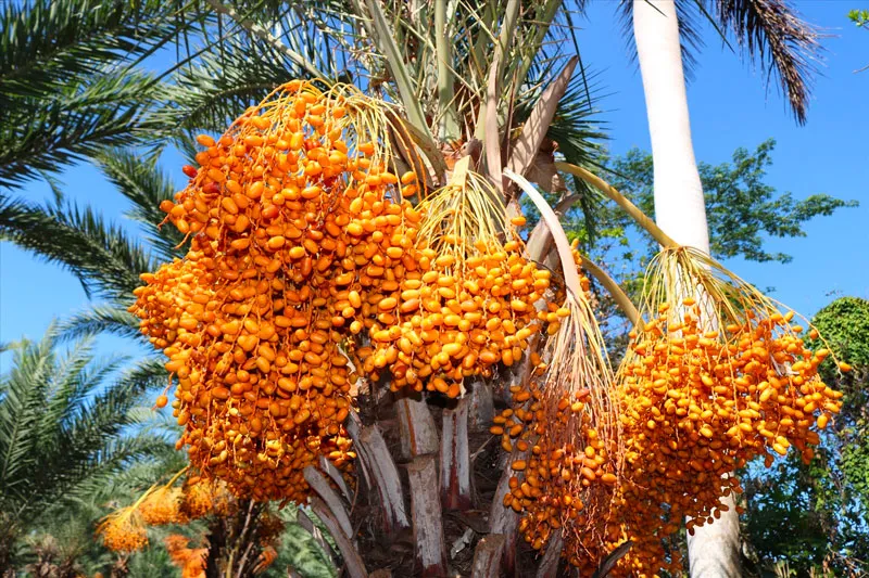 viet-nam-co-mot-loai-qua-giong-het-qua-nho-nhung-rat-bo-gia-nua-trieu-kg-ai-cung-tranh-nhau-mua-1