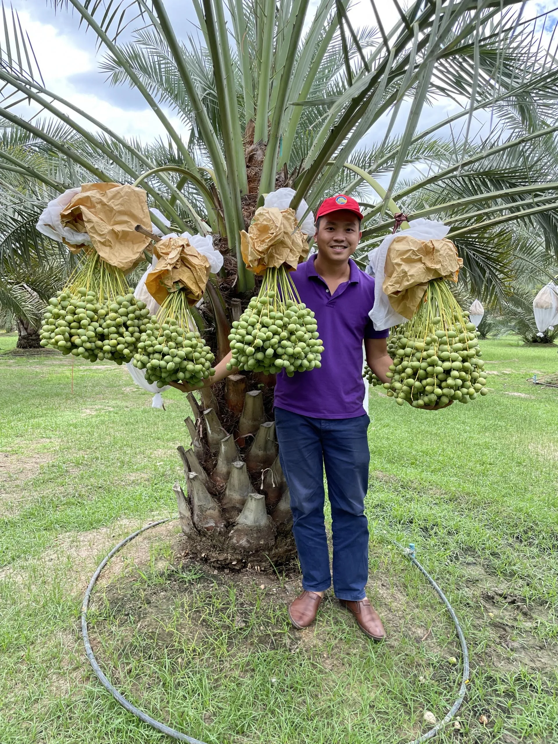 viet-nam-co-mot-loai-qua-giong-het-qua-nho-nhung-rat-bo-gia-nua-trieu-kg-ai-cung-tranh-nhau-mua-2