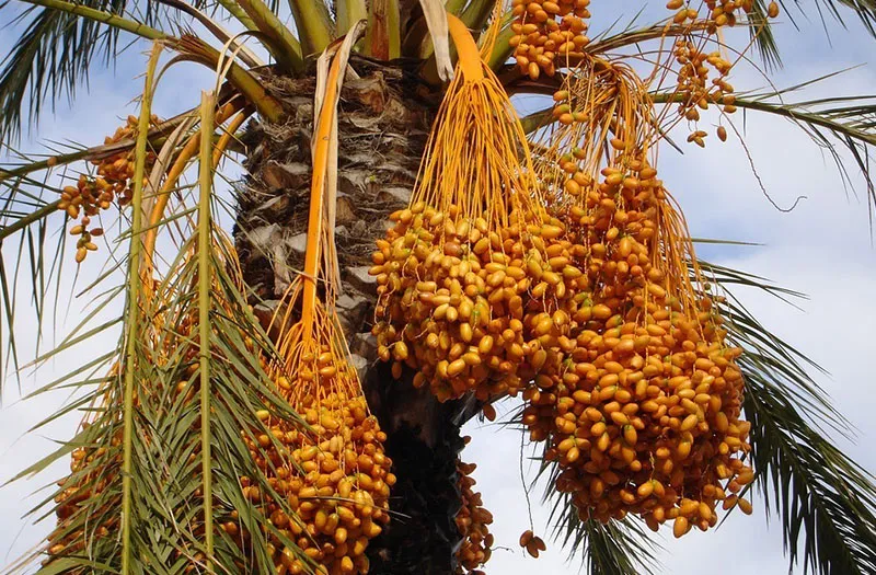 viet-nam-co-mot-loai-qua-giong-het-qua-nho-nhung-rat-bo-gia-nua-trieu-kg-ai-cung-tranh-nhau-mua-3