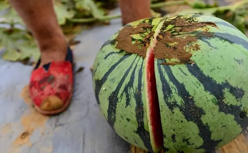 vi-sao-nong-dan-trong-dua-thuong-dap-vo-nhung-qua-dua-hau-vua-hai-xuong-dat-ma-khong-so-nat-1