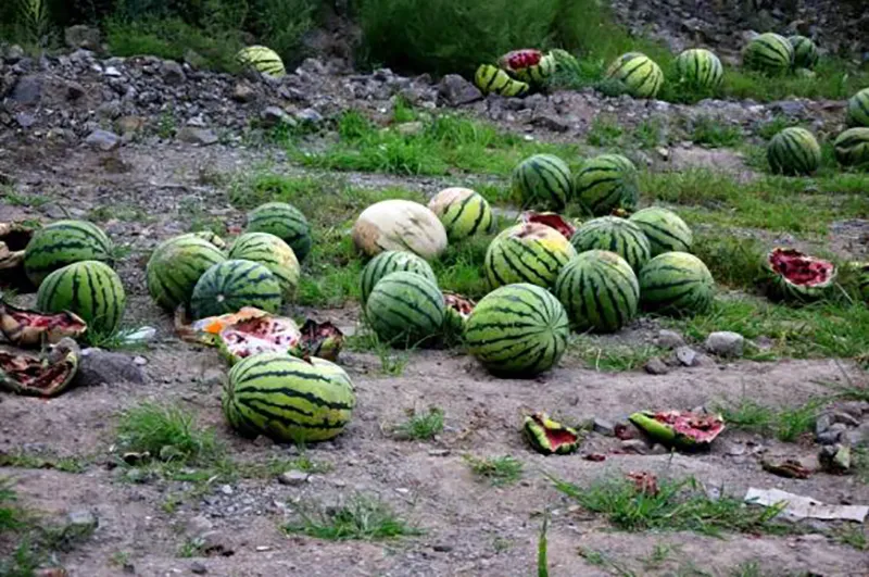 vi-sao-nong-dan-trong-dua-thuong-dap-vo-nhung-qua-dua-hau-vua-hai-xuong-dat-ma-khong-so-nat-2