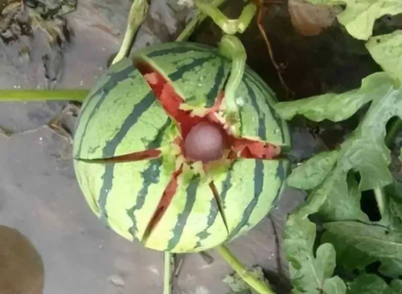 vi-sao-nong-dan-trong-dua-thuong-dap-vo-nhung-qua-dua-hau-vua-hai-xuong-dat-ma-khong-so-nat-3