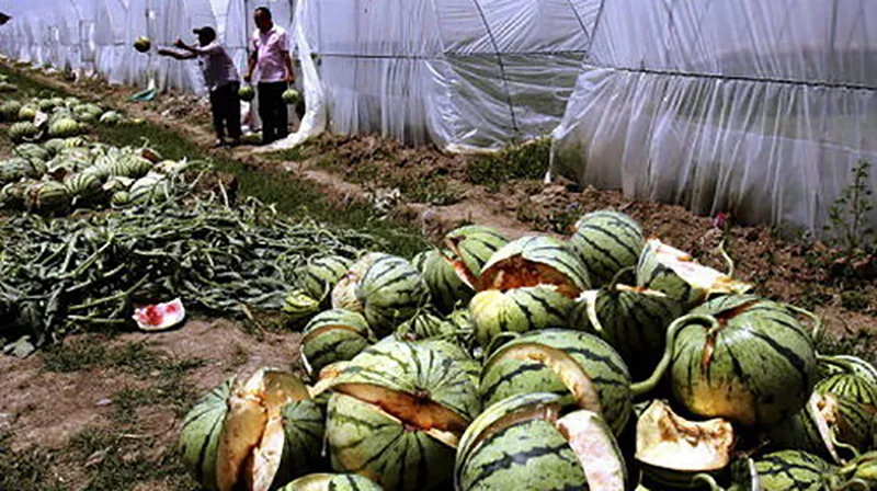 vi-sao-nong-dan-trong-dua-thuong-dap-vo-nhung-qua-dua-hau-vua-hai-xuong-dat-ma-khong-so-nat-4