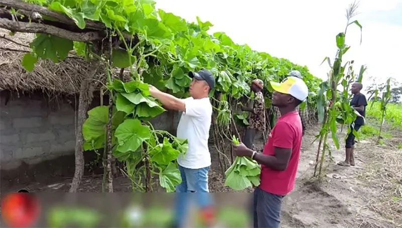 mot-loai-la-o-viet-nam-thuong-bi-cat-bo-di-nhung-lai-duoc-thuong-lai-tranh-mua-o-chau-phi-tuong-nhu-dac-san-2