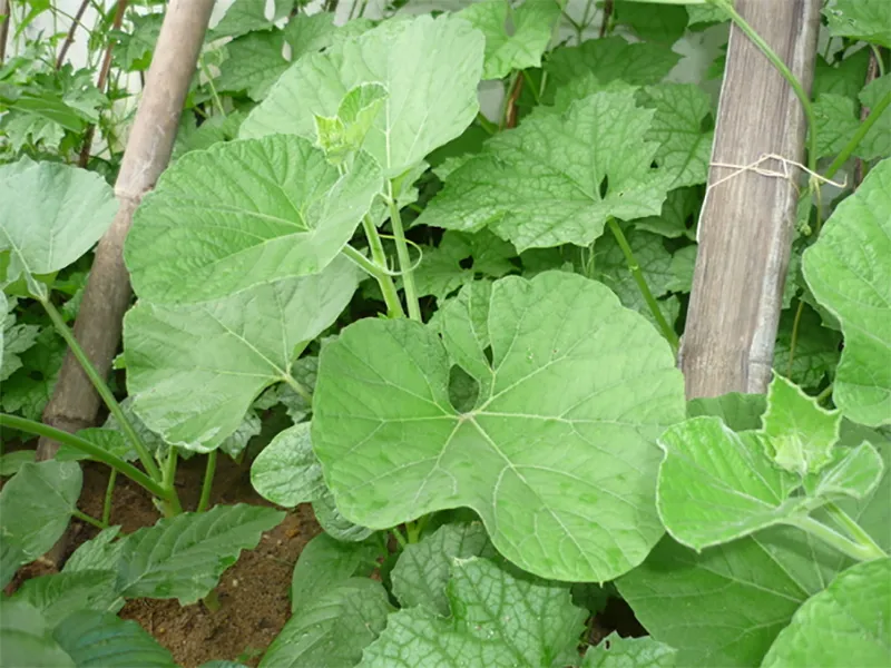 mot-loai-la-o-viet-nam-thuong-bi-cat-bo-di-nhung-lai-duoc-thuong-lai-tranh-mua-o-chau-phi-tuong-nhu-dac-san-5