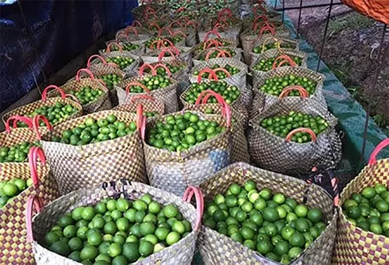 loai-qua-duoc-goi-la-vang-xanh-viet-nam-nhieu-vo-ke-gia-ban-re-beo-nhung-nuoc-ngoai-lai-dat-do-700-ngan-kg-2