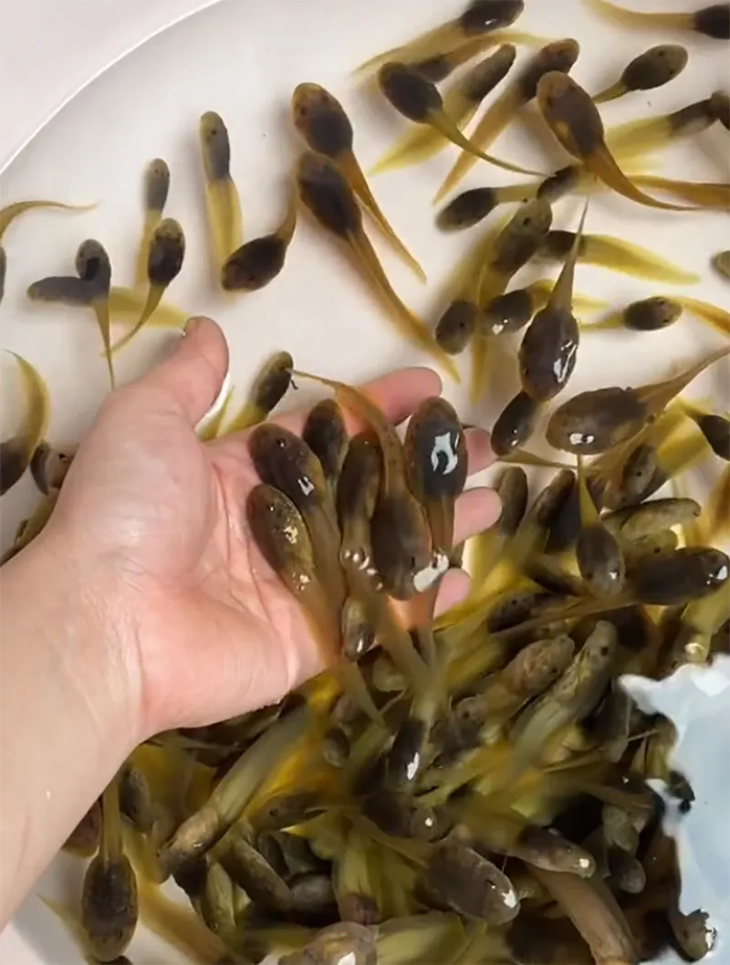 canh-bu-bu-la-gi-ma-khien-nguoi-xem-am-anh-con-hon-ca-hot-vit-lon-1