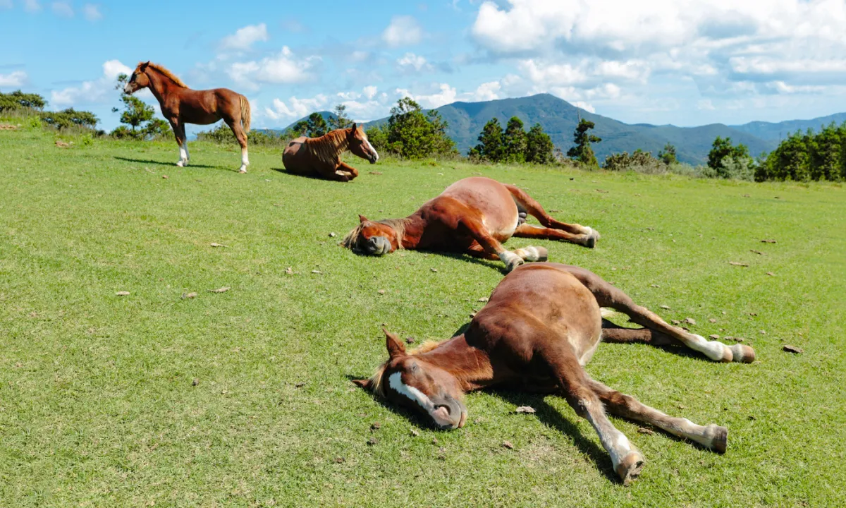 doc-la-con-ngua-dung-suot-ca-ngay-lan-dem-ke-ca-luc-ngu-cung-khong-nam-xuong-vi-sao-2