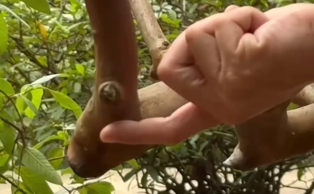 su-that-dang-sau-cay-oi-cuoi-khu-bi-cu-let-o-thanh-hoa-4