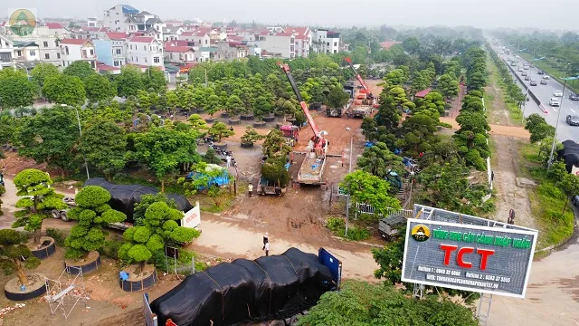 Tong-kho-Tung-la-han-va-cay-canh-nhap-khau-TCT-voi-quy-mo-rong-lon