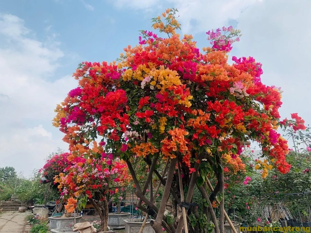 trong-va-cham-soc-cay-hoa-giay-ngu-sac-2