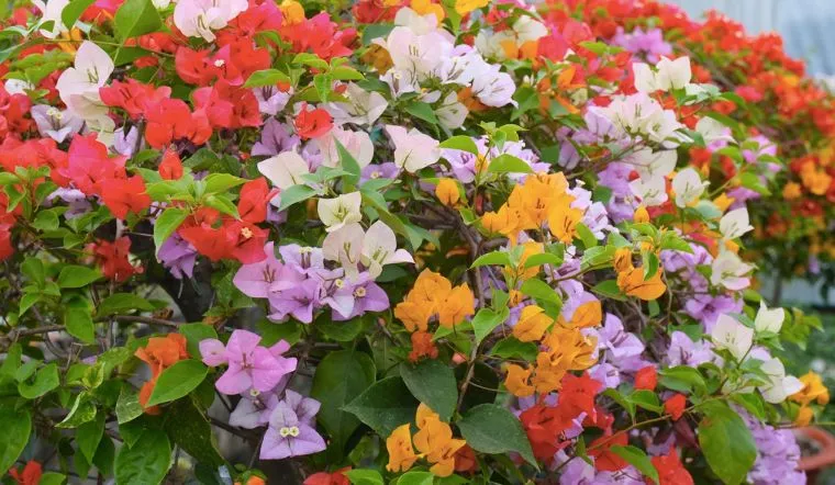 y-nghia-cach-trong-va-cach-cham-soc-cay-hoa-giay-ngu-sac-202302200456439035