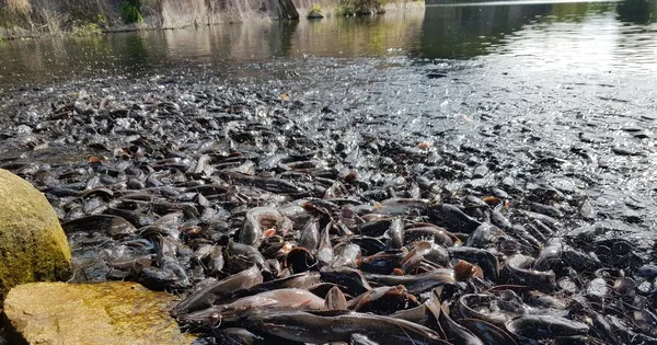 catre-1609726615396790384896-crop-16097273638921869942149