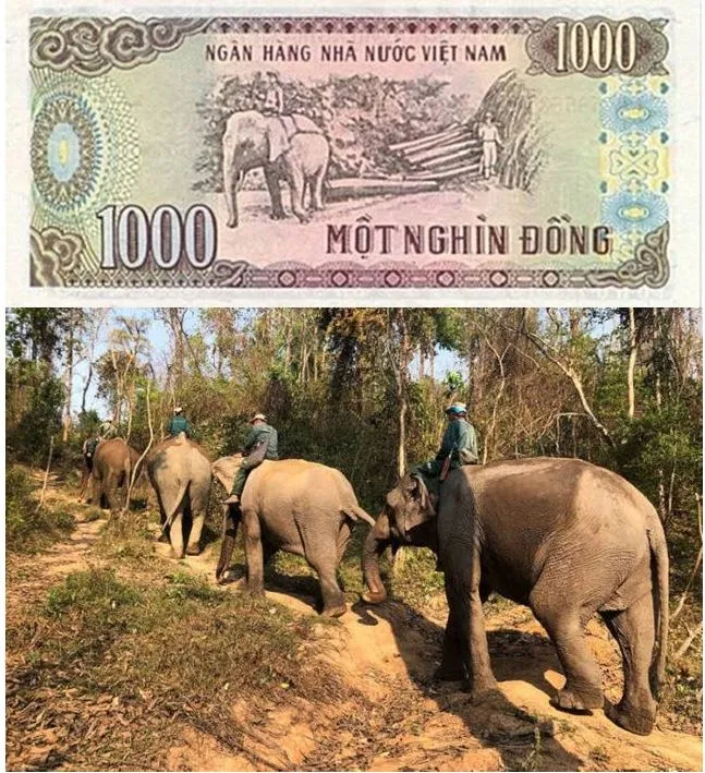 nhung-dia-danh-in-tren-to-tien-viet-nam-2