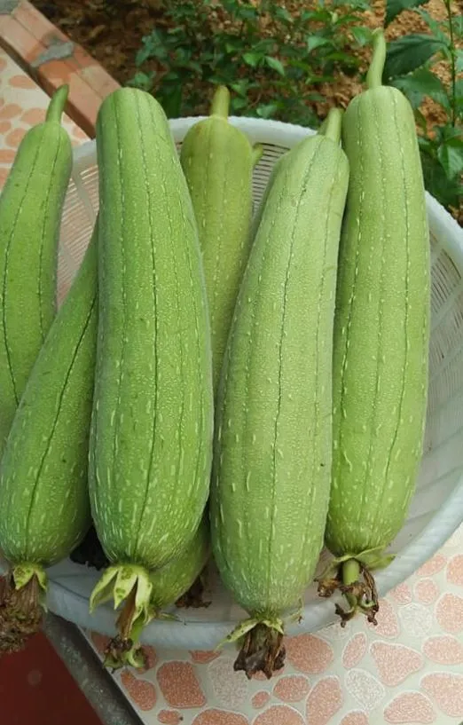 loai-qua-la-nhan-sam-cua-nguoi-ngheo-1