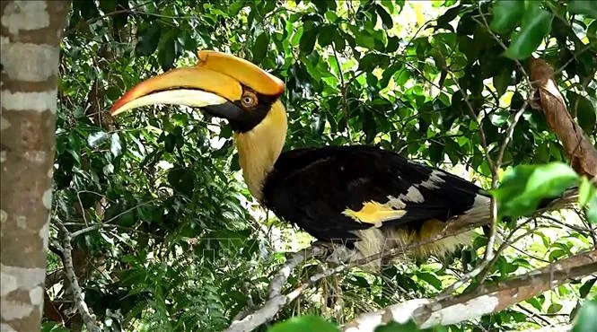 chim-hong-hoang-cuc-hiem