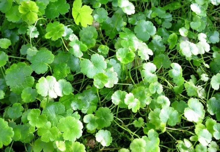 loai-rau-moc-dai-nay-kiem-tien-ty