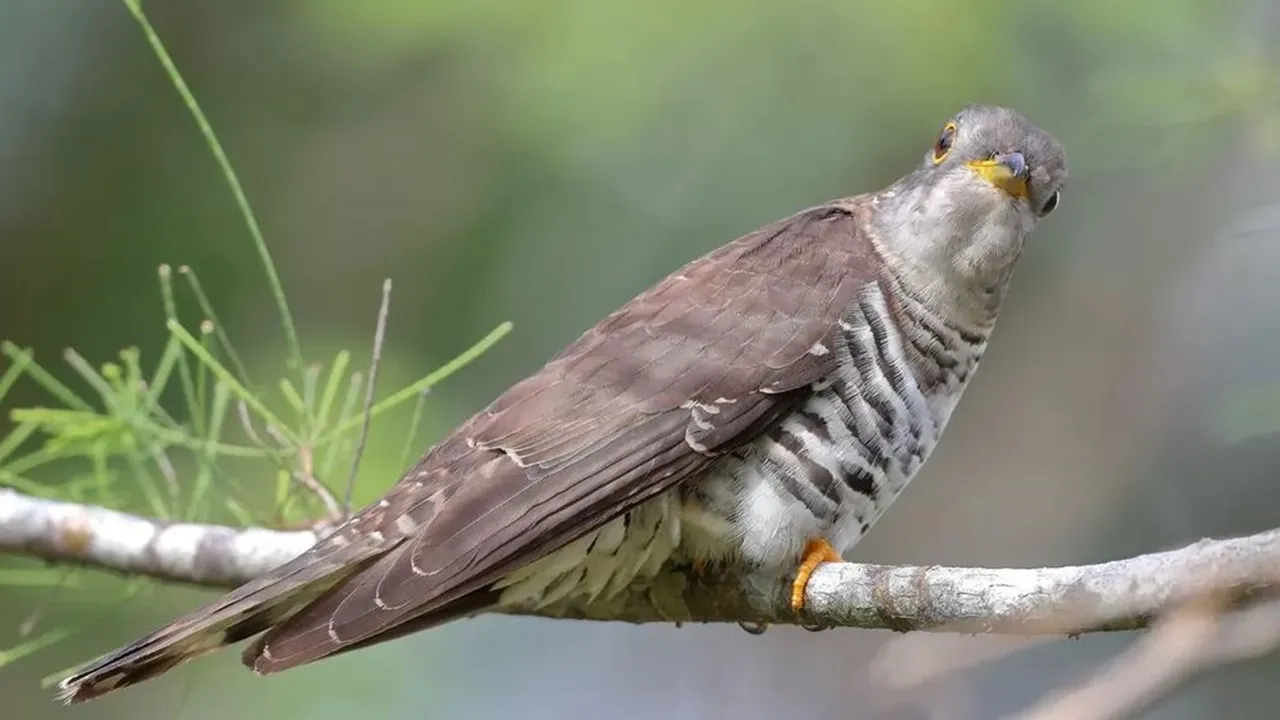 chim-bat-co-troi-cot