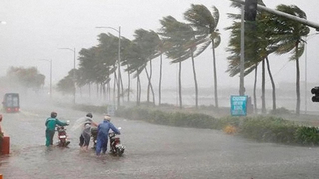 sap-co-them-2-3-con-bao-do-bo-1