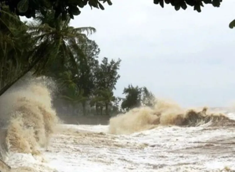 sap-co-them-2-3-con-bao-do-bo