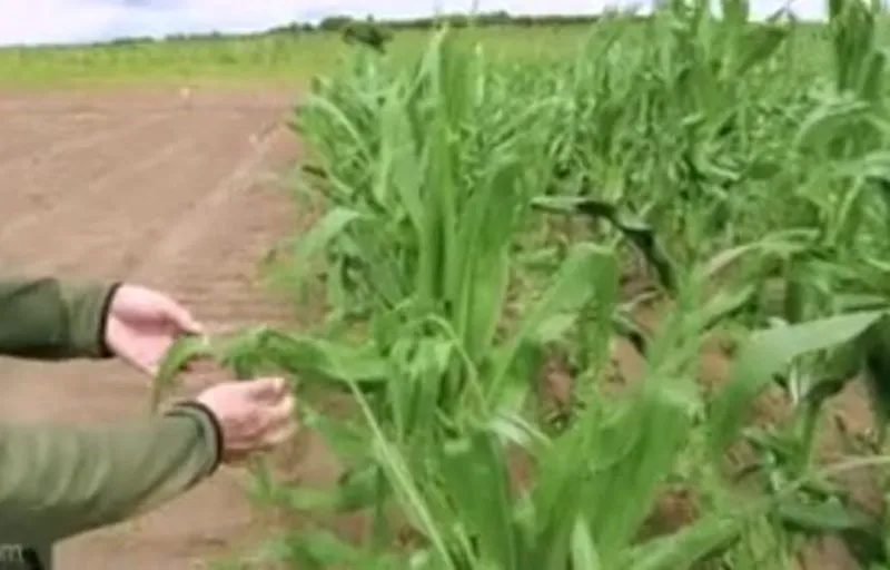 trang-trai-quang-linh-gap-tai-nan-1