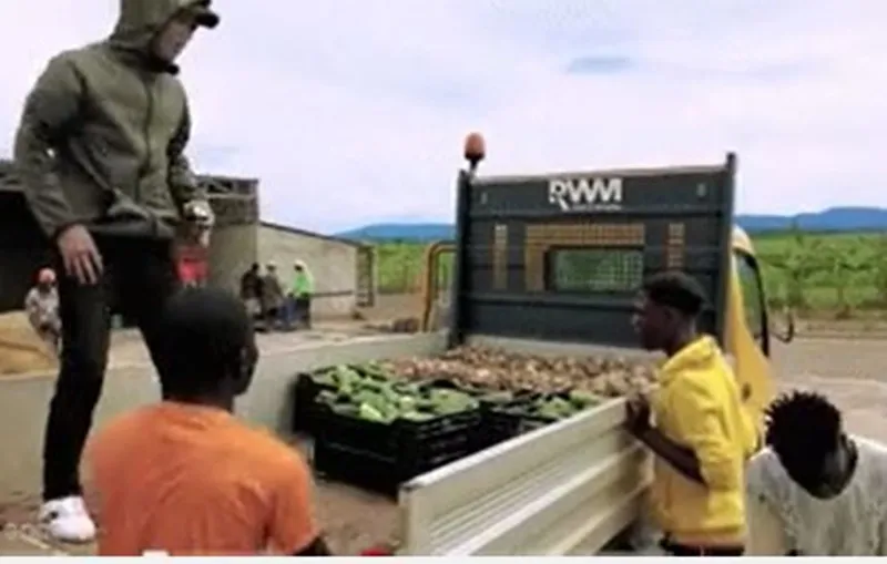 trang-trai-quang-linh-gap-tai-nan-3