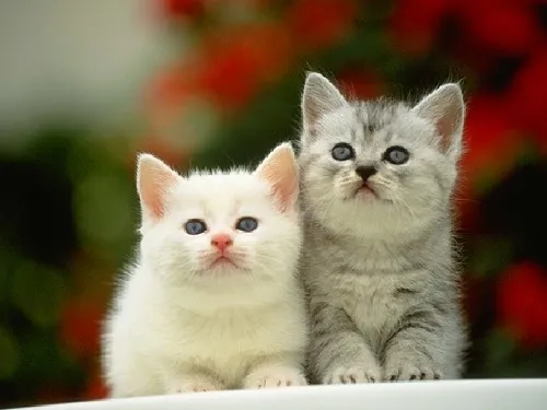 4-tuoi-phat-tai-tet-am-lich-1