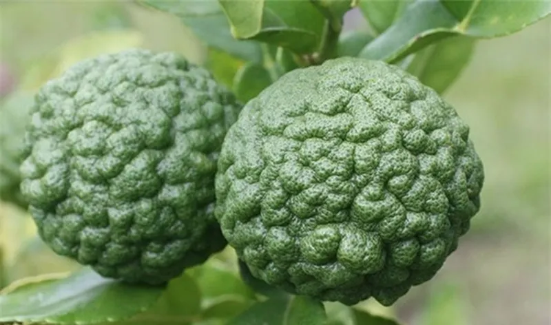 7-loai-qua-kieng-ky-khong-trung-ngu-qua-ngay-tet-1