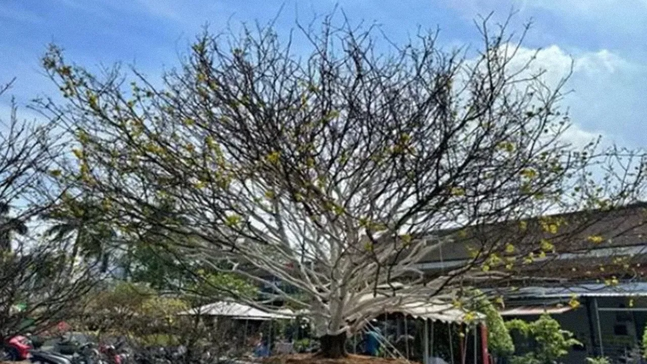 cu-mai-70-tuoi-gia-2-ty-dong