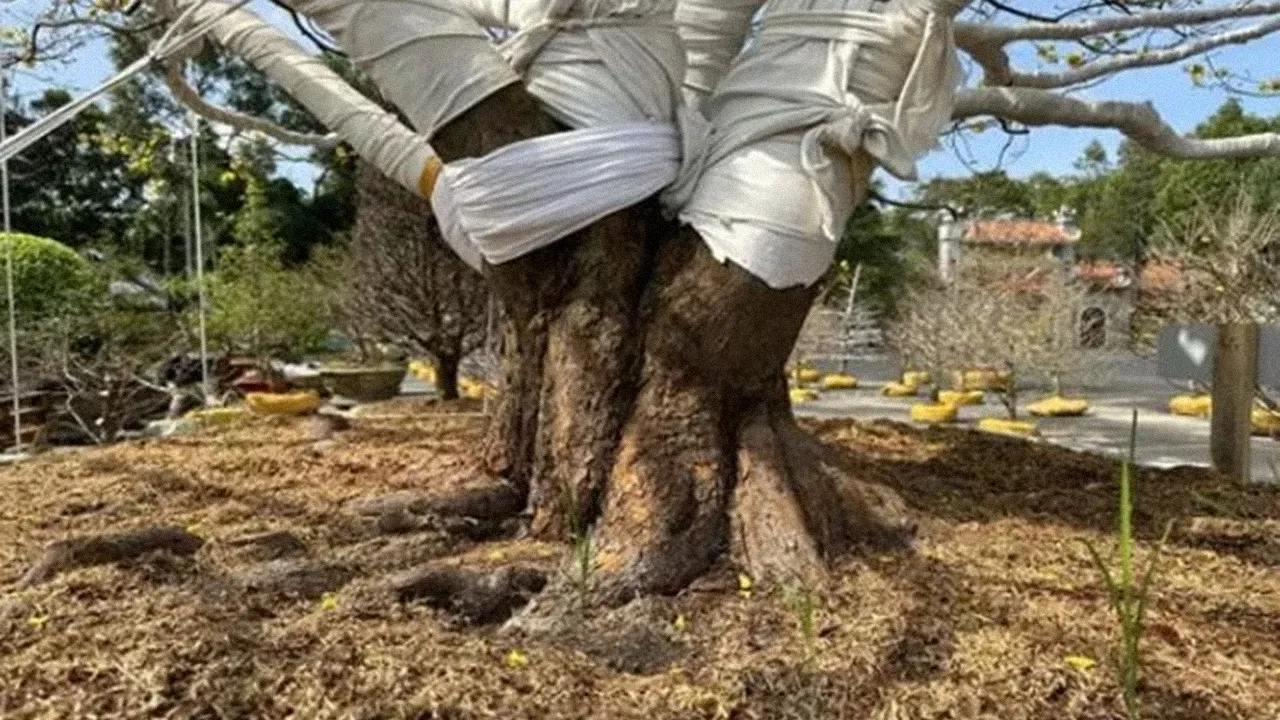 cu-mai-70-tuoi-gia-2-ty-dong-1