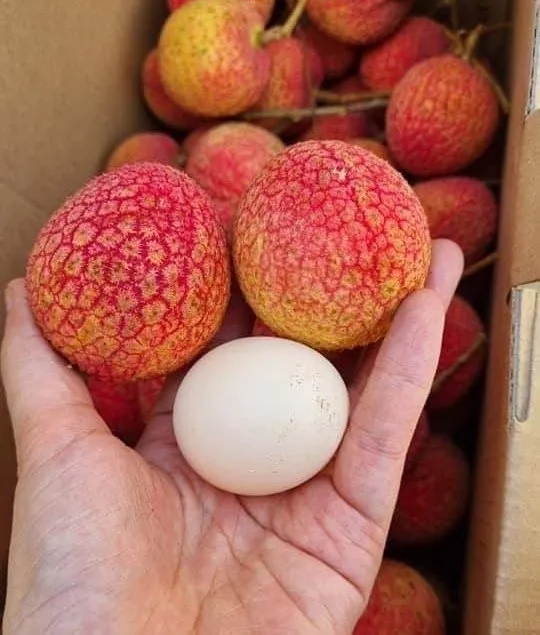 440429779_774284031463696_534055020994302644_n