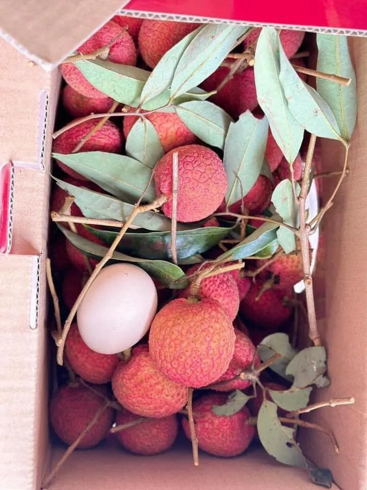 444782821_25499077223069508_3615315785013354466_n