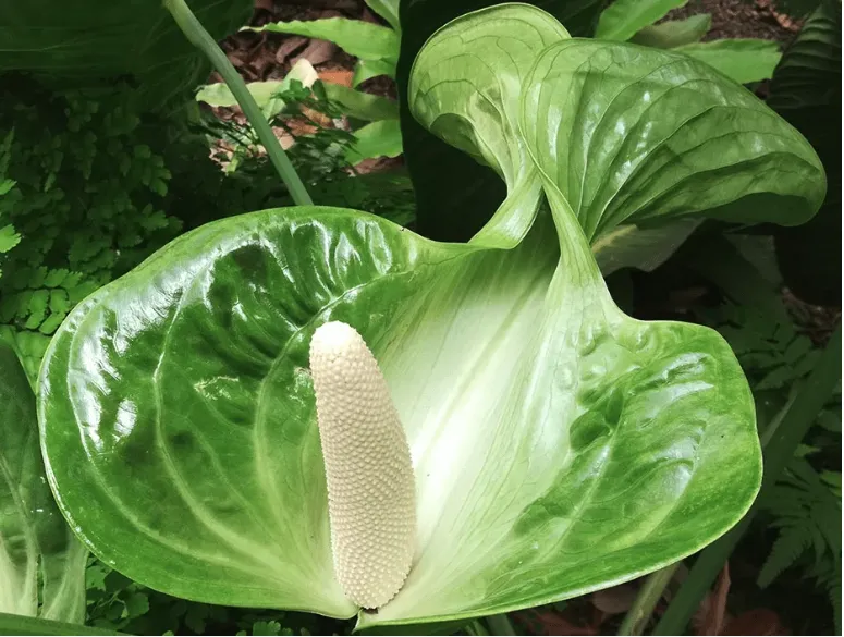 chiec-la-3-16944929023951613435683-1694506446864-16945064470391738386921