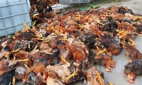 Sét đánh ở Hải Dương khiến 1 trang trại gà 6.000 con bị chết 