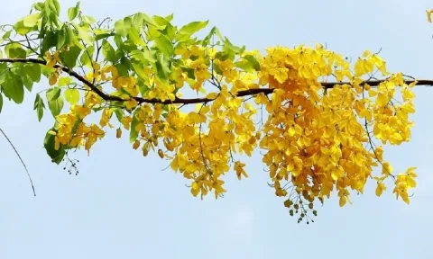 Dự báo thời tiết 10 ngày tới trên cả nước thời hạn từ ngày 27/7 đến 6/8