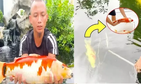 Anh em Tam Mao mất cả núi tiền chơi cá Koi, pha xử lý hậu quả mới thực sự đẳng cấp