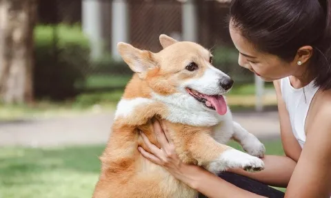 Chú cún bật khóc nức nở khi lâu ngày mới được gặp lại chủ