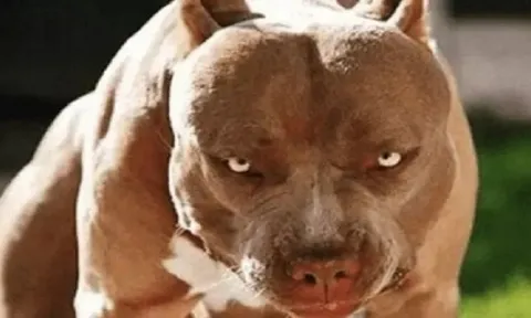 Người phụ nữ Thanh Hóa không qua khỏi vì bị chó Pitbull tấn công khi đang cho ăn 