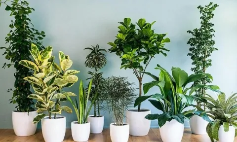 5 loại cây được chuyên gia khuyên trồng trong nhà, vừa giúp lọc khí vừa mang lại may mắn cho gia chủ