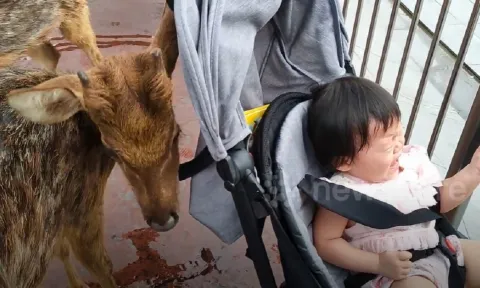 Video: Bé gái khóc thét khi thấy nai con trong sở thú lại gần xe đẩy lục đồ ăn