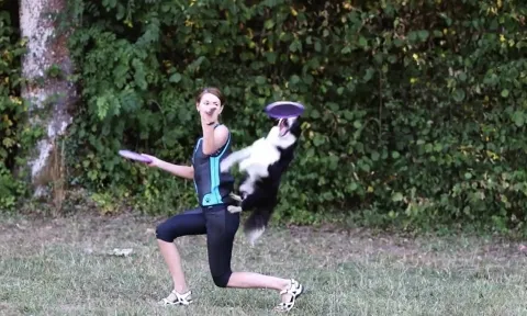 Video: Chó Border Collie trổ tài bắt đĩa bay điêu luyện khiến người xem kinh ngạc