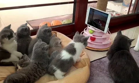 Video: Biểu cảm đáng yêu của nhóm mèo con cùng nhau ngồi xem phim hoạt hình 'Tom và Jerry' 