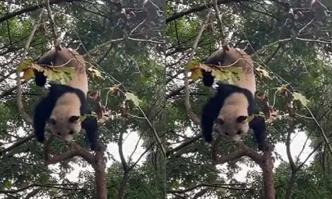 Video: Gấu trúc treo lủng lẳng trên cây rồi rơi bịch xuống đất khiến du khách thót tim