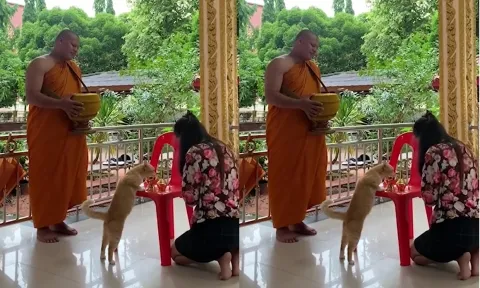 Đang thực hiện một nghi lễ long trọng, nhà sư không nhịn được cười khi bị mèo hoang quấy rầy
