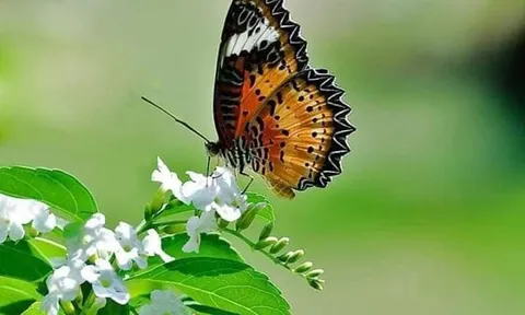 Tình Xuân