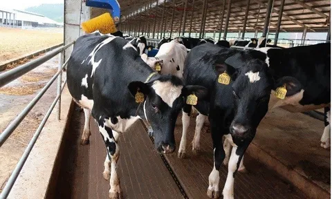Vinamilk nhập khẩu hơn 2.100 bò sữa HF thuần chủng từ Mỹ về trang trại mới tại Quảng Ngãi