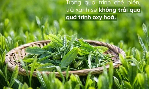 Bạn có phân biệt được trà Ô long và trà xanh tự nhiên?