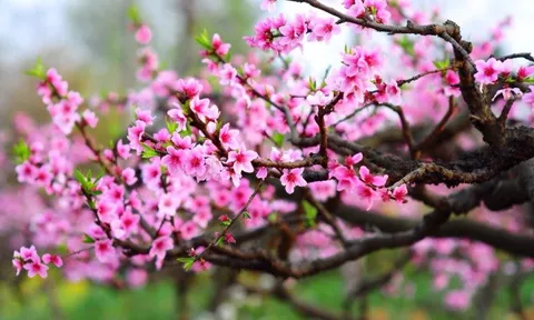 15 loại cây cảnh mang ý nghĩa rước tài lộc, phú quý vào nhà
